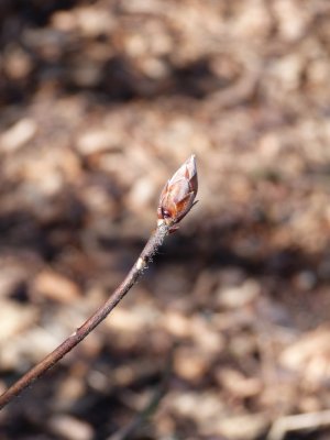 Rhododendron, Azalea - rododendron, azalka - pupen